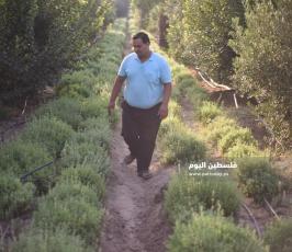  زراعة الزعتر بغزة ‫(39059976)‬ ‫‬.jpeg