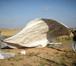 جنى العدس ‫(224350094)‬ ‫‬.jpg