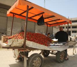 عربات الخضار للشوارع (15).JPG