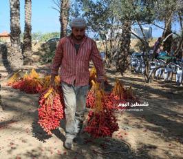 موسم قطف ثمار البلح فى غزة ‫(38928903)‬ ‫‬.JPG