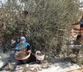 جني ثمار الزيتون (5).jpeg
