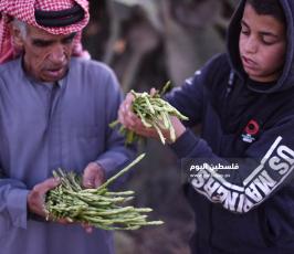 هليون ‫(290538167)‬ ‫‬.jpg