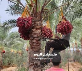 ثمار البلح (7).jpg