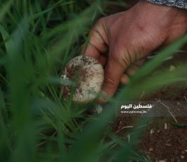 الفطر البري  (7).jpg