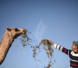 حياة البادية من جنوب قطاع غزة (14).jpeg