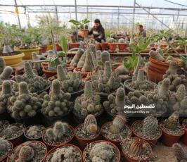 نبتة الصبار بألوان وأنواع جذابة شمال قطاع غزة (5).jpg
