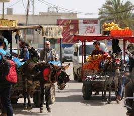عربات الخضار للشوارع (2).JPG