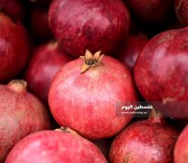 مزارعات  ‫(202810288)‬ ‫‬.jpg