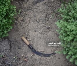  زراعة الزعتر بغزة ‫(39059969)‬ ‫‬.jpeg