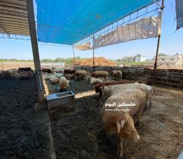مزارع العجول بغزة  (12).jpeg