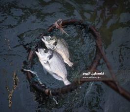 سمك ‫(342463672)‬ ‫‬.jpg