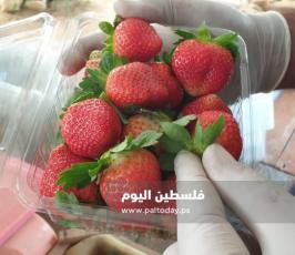 فراولة غزة2.jpg