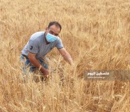حصاد القمح (3).jpg