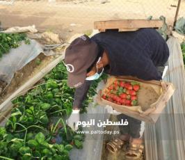 فراولة غزة15.jpg