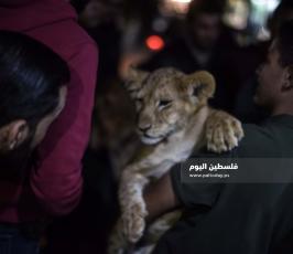 اسد1 ‫(1)‬.jpg