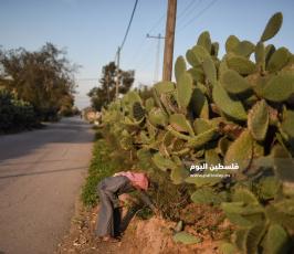 هليون ‫(290538163)‬ ‫‬.jpg