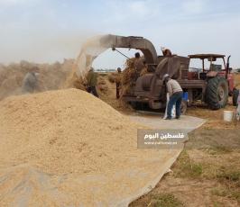 حصاد القمح (18).jpg