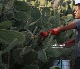 فاكهة أهل غزة الصبر ‫(38535686)‬ ‫‬.jpg