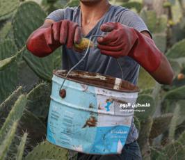 فاكهة أهل غزة الصبر ‫(38535683)‬ ‫‬.jpg