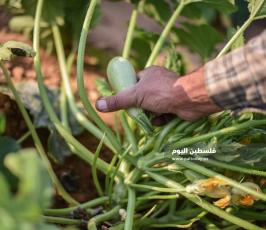 كوسا ‫(273277246)‬ ‫‬.jpg