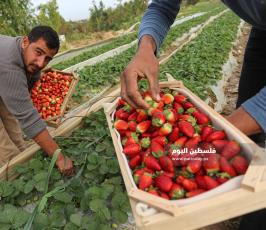 فراولة  (15).jpg
