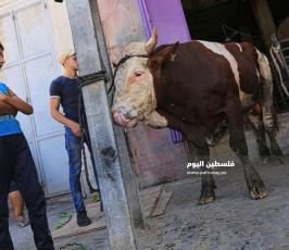  اضاحي امام منازلهم استعداد لذبحها ‫(38535687)‬ ‫‬.JPG