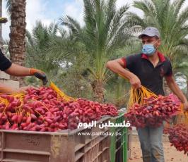 ثمار البلح (2).jpg