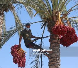 جني ثمار البلح في دير البلح (15).jpg