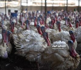 مزارع حبش ‫(166361633)‬ ‫‬.jpg