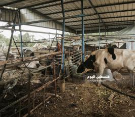 قصف مزرعة لتربية المواشى.jpg
