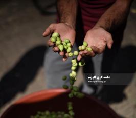 سوق الزيتون ‫(37482937)‬ ‫‬.jpg