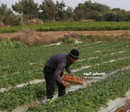 فراولة  (22).jpg