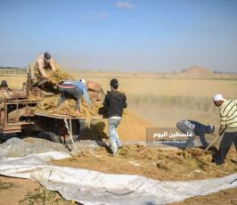 جنى العدس ‫(224350091)‬ ‫‬.jpg