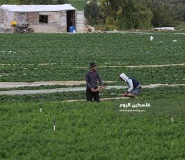 فراولة  (4).jpg