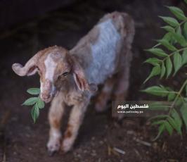 عيد الاضحى ‫(173447295)‬ ‫‬.jpg
