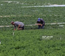 فراولة  (16).jpg