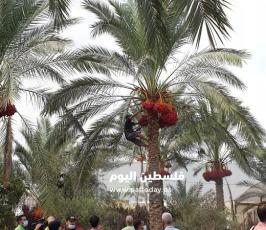 ثمار البلح (14).jpg
