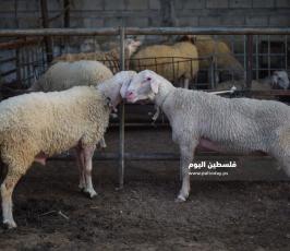 عيد الاضحى ‫(173447273)‬ ‫‬.jpg