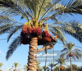 جني ثمار البلح في دير البلح (23).jpg