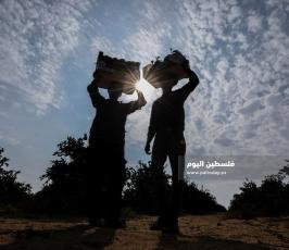 قطف حمضيات  ‫(65330681)‬ ‫‬.jpg