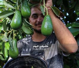 قطف ثمار الافوكادو  (10).jpg