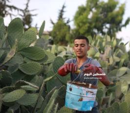 فاكهة أهل غزة الصبر ‫(38535682)‬ ‫‬.JPG
