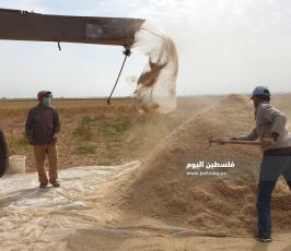 حصاد القمح (17).jpg