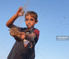صيد السمان في دير البلح (2).jpeg