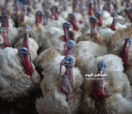 مزارع حبش ‫(1)‬.jpg