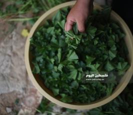 خبيزة ‫(3)‬ ‫‬.JPG