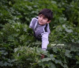 خبيزة ‫(290158006)‬ ‫‬.jpg