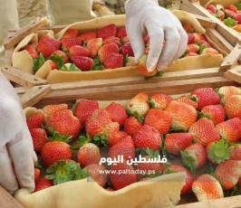 فراولة غزة8.jpg