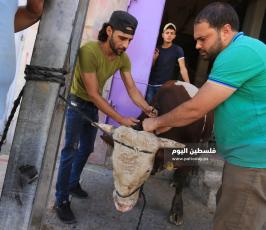  اضاحي امام منازلهم استعداد لذبحها ‫(38535685)‬ ‫‬.JPG
