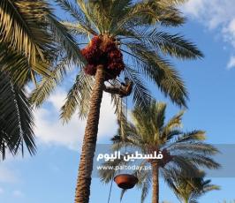 جني ثمار البلح في دير البلح (26).jpg